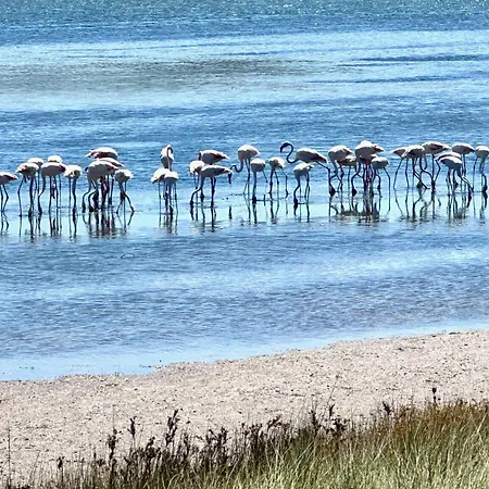 Rose's Foz フォス・ド・アレーリョ